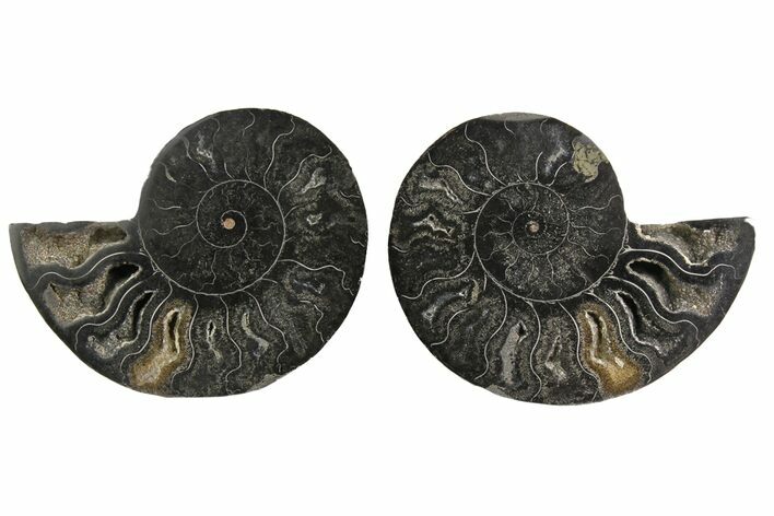 Cut/Polished Ammonite Fossil - Unusual Black Color #165660